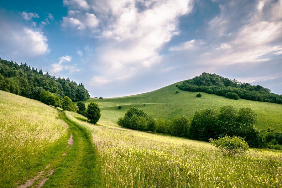 Лето в Дрокино. &laquo;Царевна-лошадка&raquo;.
