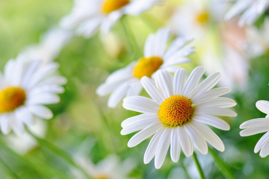 Лето &mdash; это маленькая жизнь!