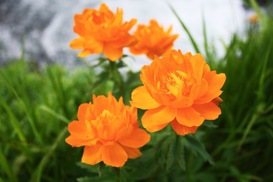 Летний отдых в «Жарках»