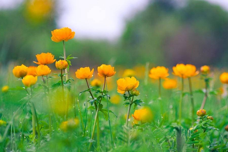 Порядок предоставления путевок в оздоровительный лагерь &laquo;Жарки&raquo; на 2016 год