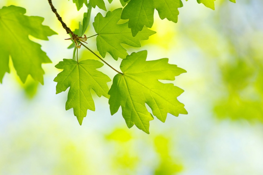 Лето. Лагерь Бабочка